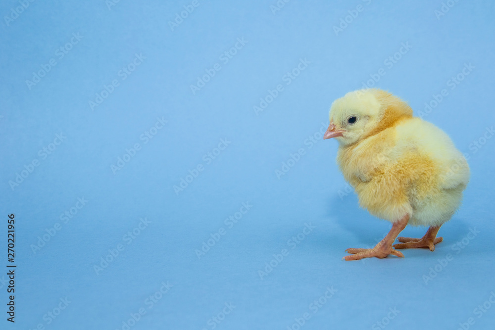 Little yellow chicken on blue background Little yellow chicken on blue background