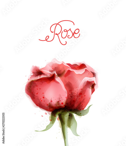 Rose flower pink isolated Vector watercolor. Vintage delicate light floral de...