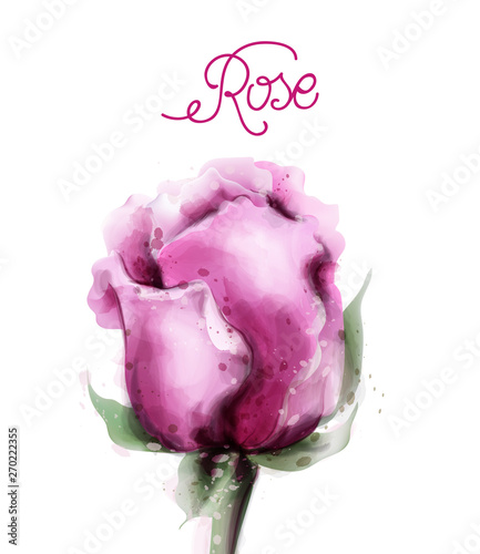 Rose flower pink isolated Vector watercolor. Vintage delicate light floral de...