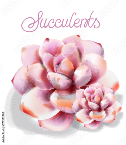Succulent flower Vector watercolor isolated. Vintage floral declicare decors