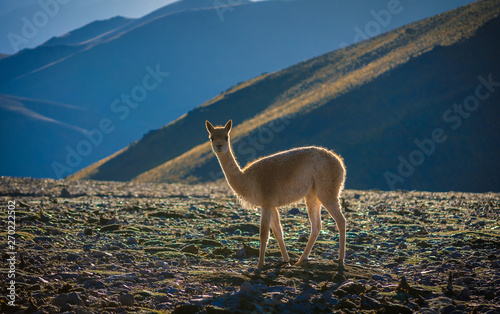 vicugna family of camelids from northern Argentina