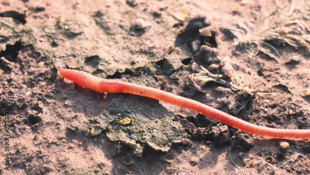 Harmony of earthworms helps to transport the earthworms into food. red