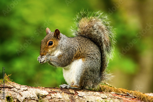 Squirrel Feeding © philip