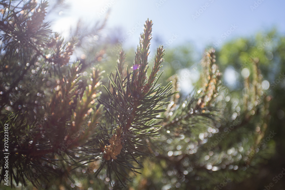 Beautiful pine tree branch