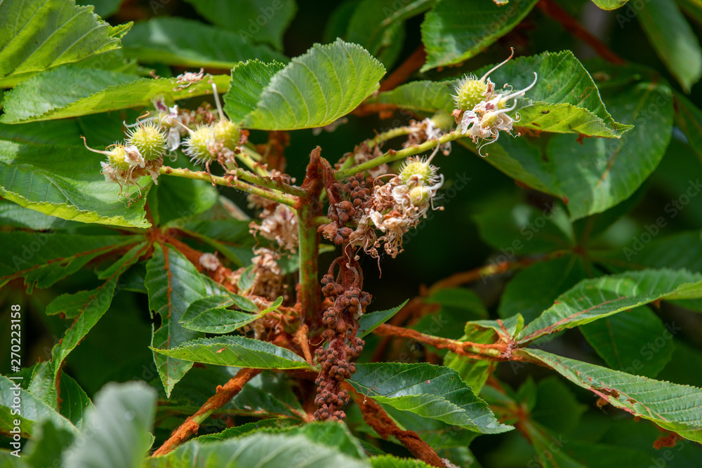 Chestnut tree closeup fading inflorescence and young budding conkers in spring