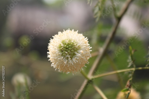 dandelion in grass