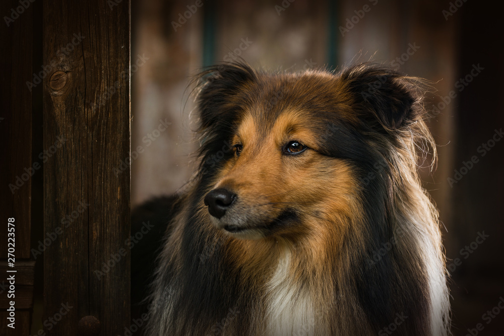 Shetland sheepdog dog standing in a garden arbor