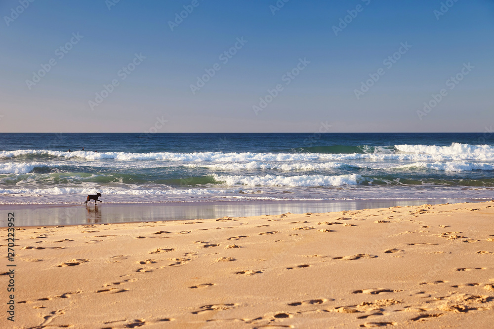 Dog on a sunny beach