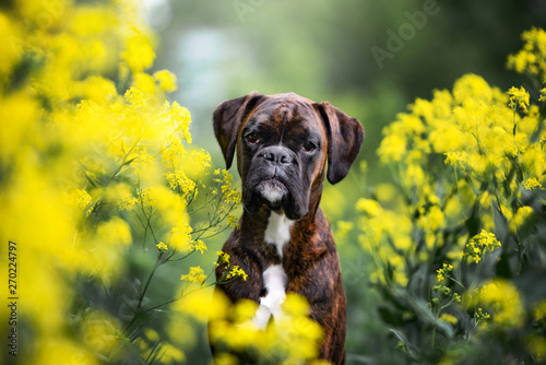 german boxer dog portrait in yellow flowers