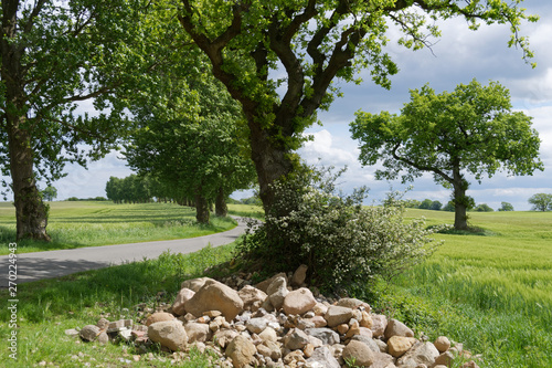 Baumreihe am Feldrand