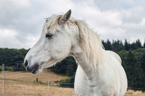 Portrait of a beautyful white horse close up