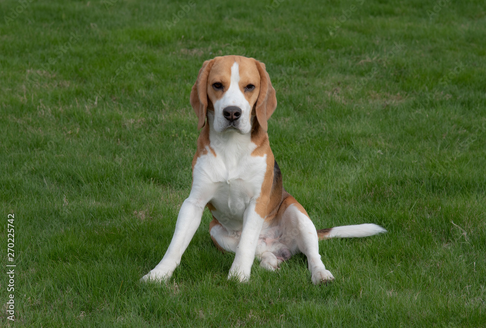Beagle on grass