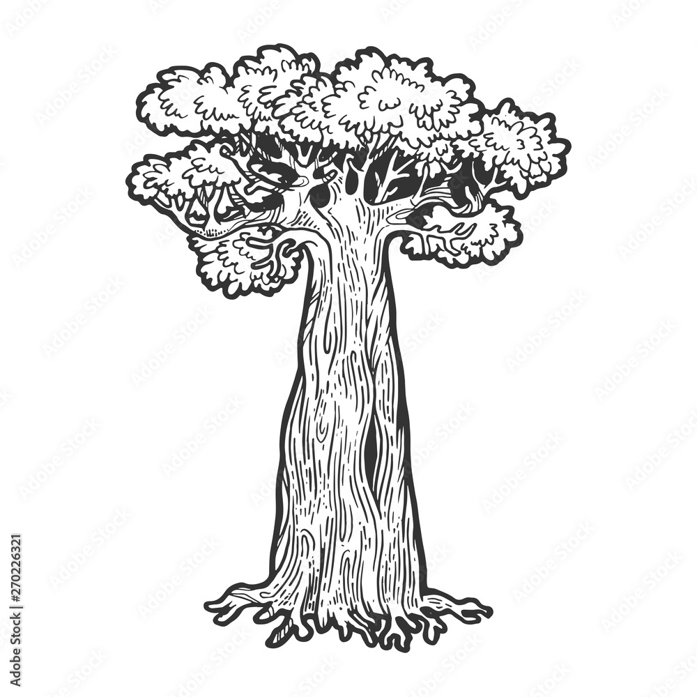 Baobab monkey bread tree sketch engraving vector illustration. Scratch board style imitation. Hand drawn image.