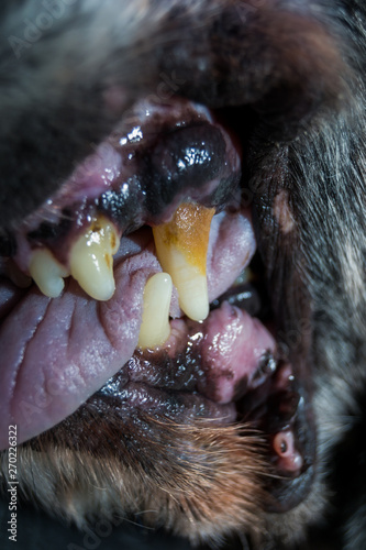 Fotografía Old dog teeth with tartar