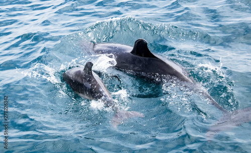 Bild auf Leinwand dana dolphin momma