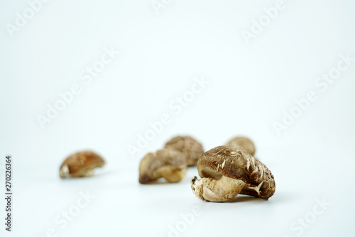 신선한 표고버섯, 버섯 오브젝트