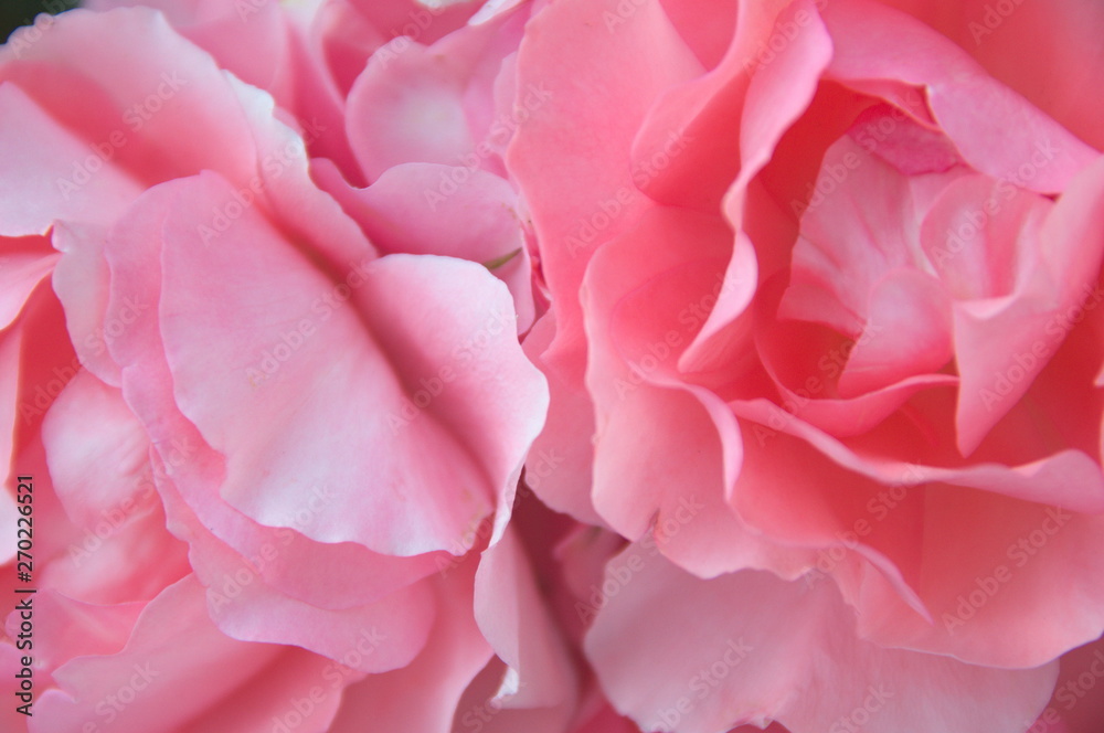 Petals romantic flowers pink macro Petals romantic flowers pink macro