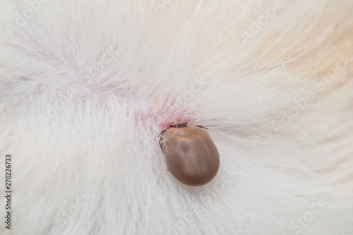 close-up photo of a tick attached to dog skin photo