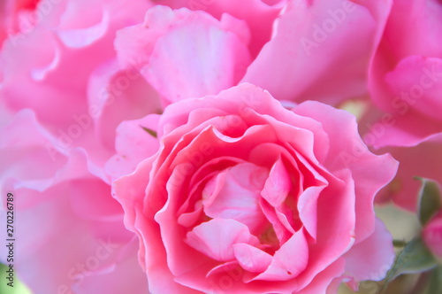 Petals romantic flowers pink macro