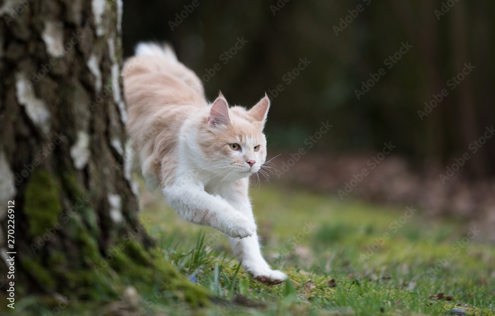 cream colored beige white maine coon kitten running next to a birch tree on meadow