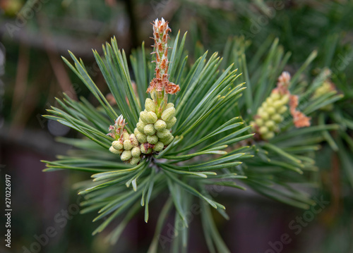 Branch of pine
