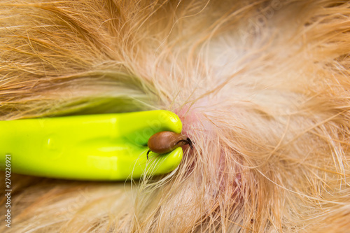 removing a tick from cat or dog skin with tick remover tool photo