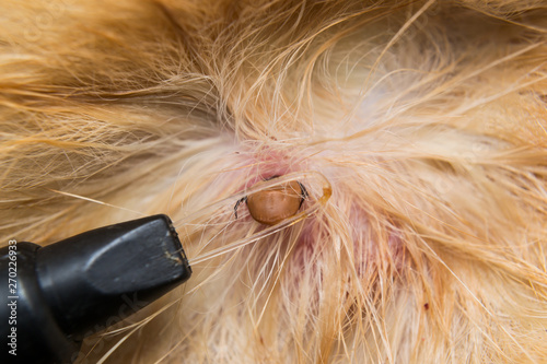 removing a tick from dog skin with tick lasso photo