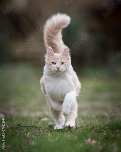 front view of cream colored beige white maine coon kitten running  towards camera lookingat it with fluffy tail high up photo