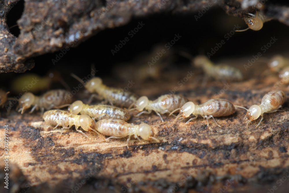 Termites in Termite mound. Termites in Termite mound.