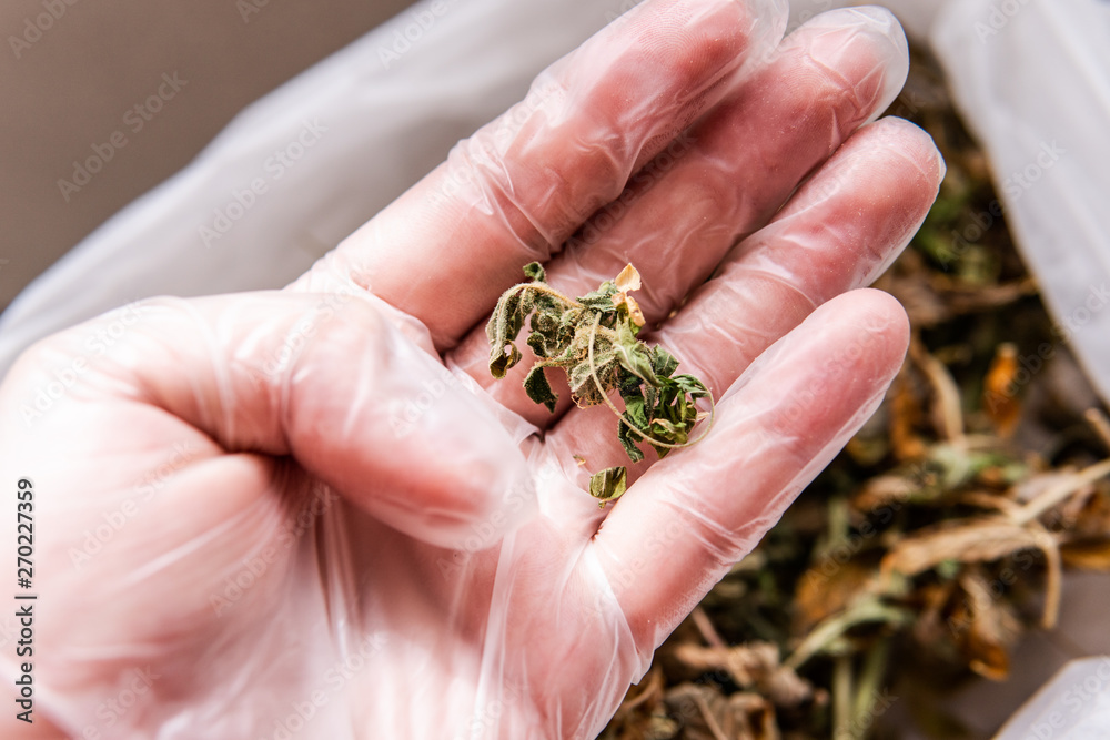 dried marijuana leaves close-up