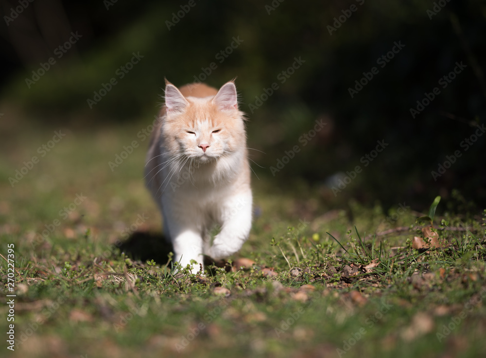 cream colored beige white maine coon kitten walking towards camera in the sunlight blinded with closed eyes