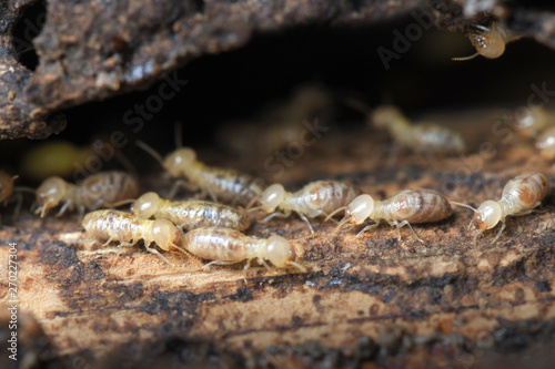 Termites in Termite mound.