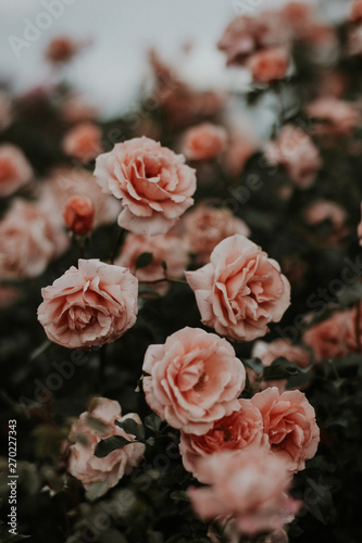 ピンクのバラのお花畑 © Sachie