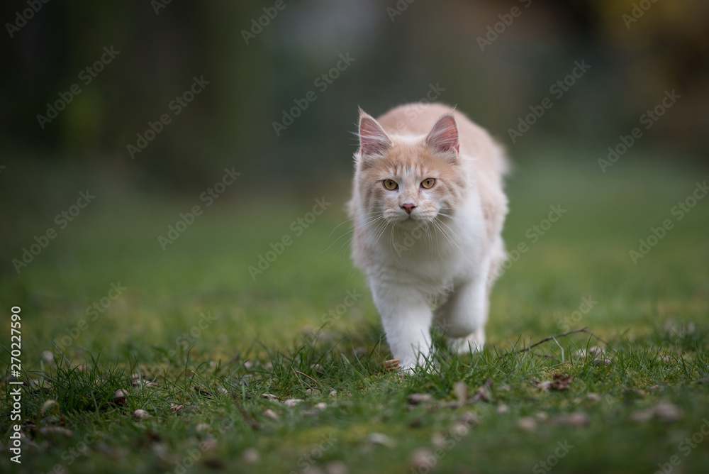 cream colored beige white maine coon kitten walking towards camera in nature looking