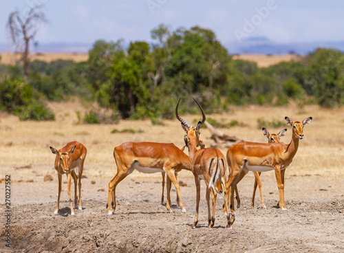 Impala herd Aepyceros melampus drink at Sweetwaters waterhole  some stand guard  Ol Pejeta Conservancy  Kenya  East Africa