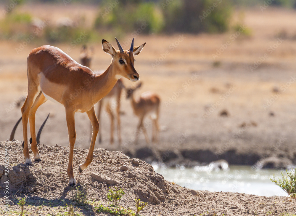 Young male impala side front close-up (Aepyceros melampus) at Sweetwaters waterhole, Ol Pejeta Conservancy, Kenya, East Africa