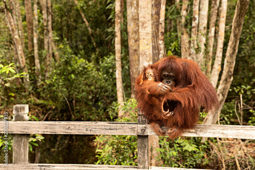 Orangután con su cría en la selva de Borneo, Indonesia.