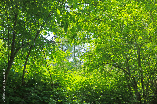 Nature background: walking the the woods in spring, dense branches with green leaves