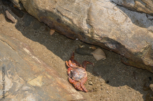 crab on rocks . India