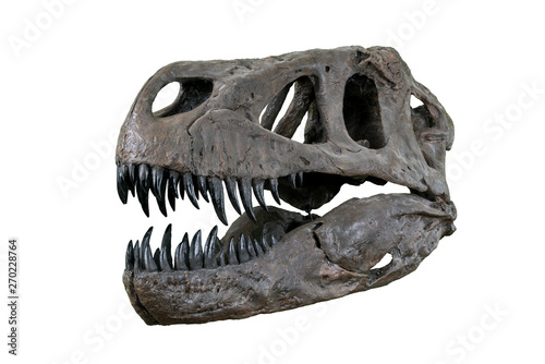 The skull of Torvosaurus large carnivore dinosaur from Jurassic Period - left half-profile isolated on white background