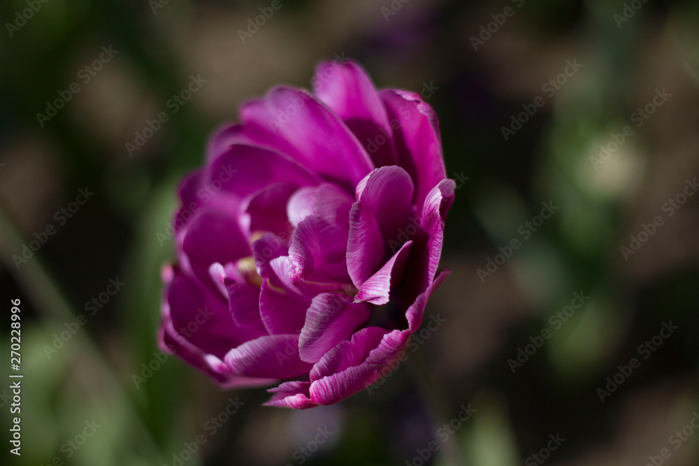 Fototapeta premium large maroon-red tulips close-up