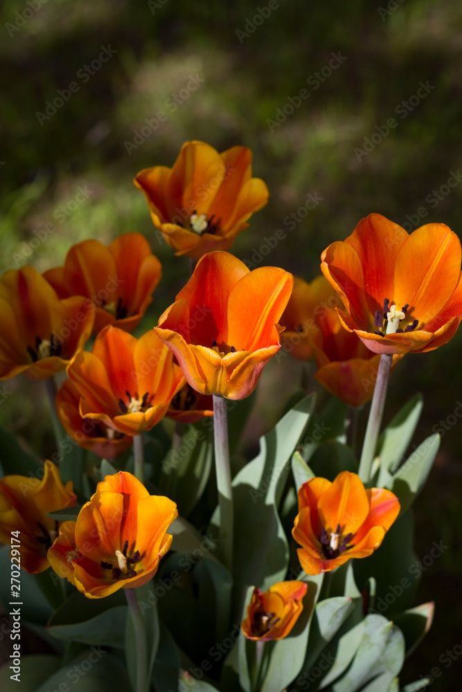 meadow lit by the sun with beautiful colorful tulips in spring. meadow lit by the sun with beautiful colorful tulips in spring.