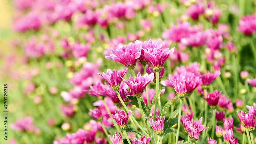 Pink Chrysanthemum flowers in the garden. Pink Chrysanthemum flowers in the garden.