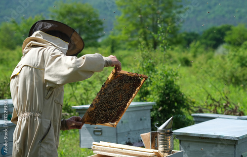 Man holding a honeycomb full of bees. Beekeeper in protective workwear inspecting frame at apiary. © kosolovskyy