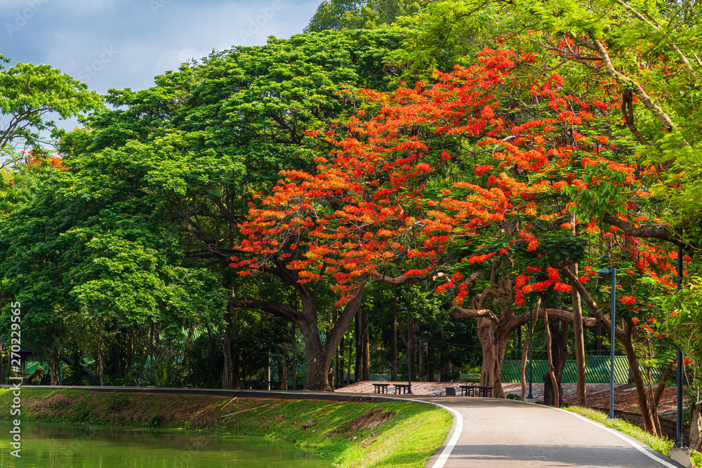 Fototapeta premium road landscape view and tropical red flowers Royal Poinciana in Ang Kaew Chiang Mai University Forested Mountain blue sky background with white clouds, Nature Road in mountain forest.