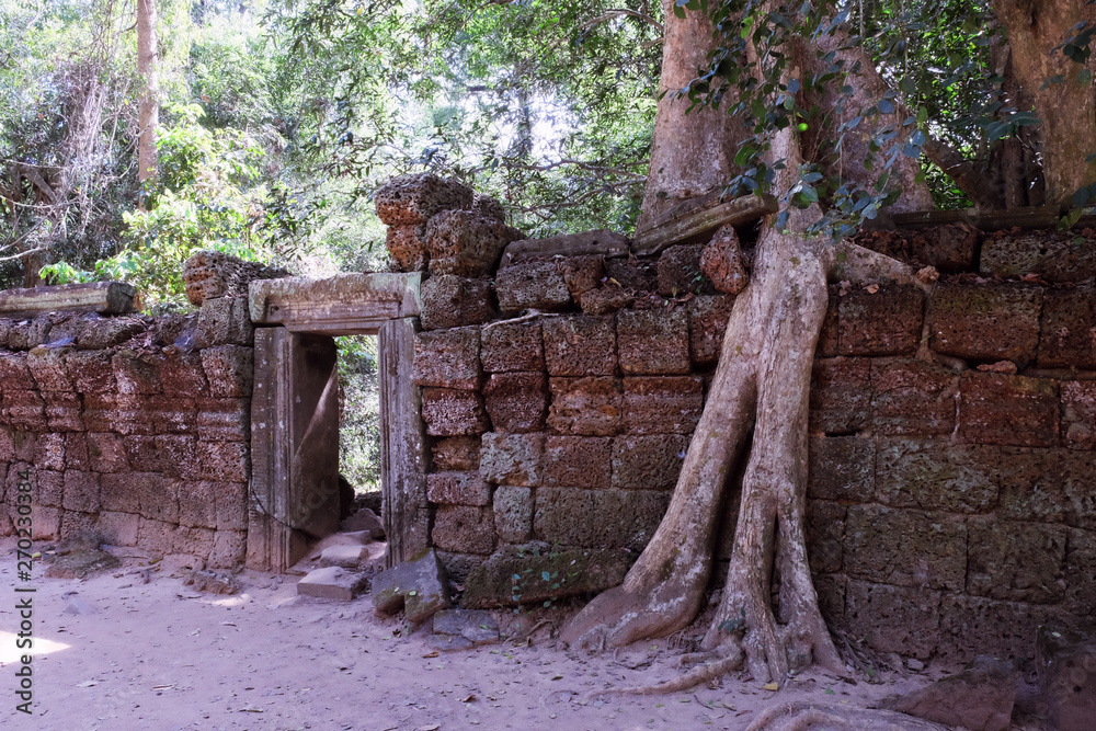 Obraz premium A huge ficus grows on the old stone wall. The tree destroys the ancient stone wall with its roots.