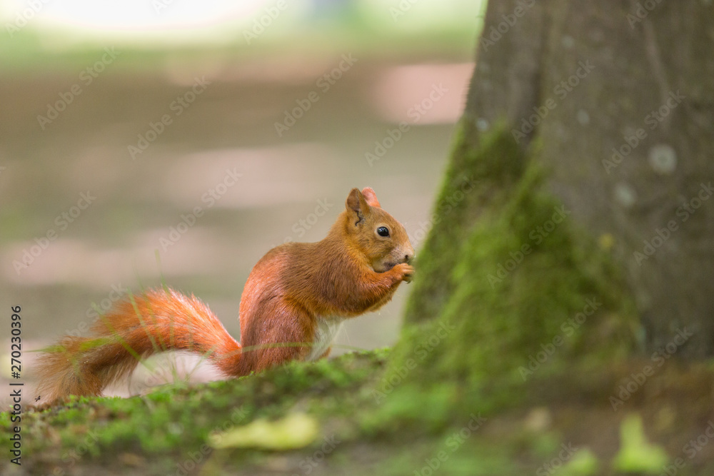 Red squirrel - (Sciurus vulgaris) Red squirrel - (Sciurus vulgaris)