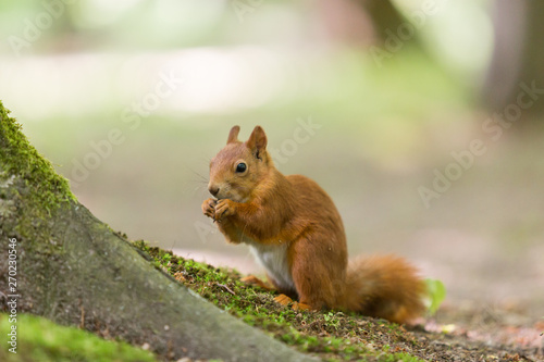 Red squirrel -  Sciurus vulgaris 