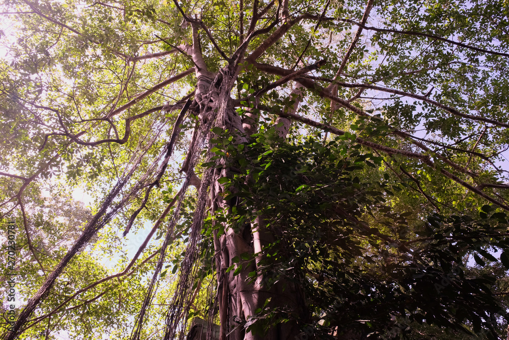 Fototapeta premium The young banyan tree takes root from the branches to the ground. Crown of a branchy tropical tree.