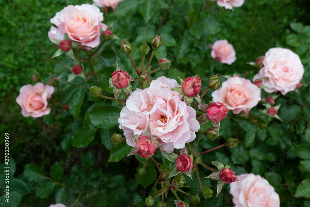 Pink roses after the rain.